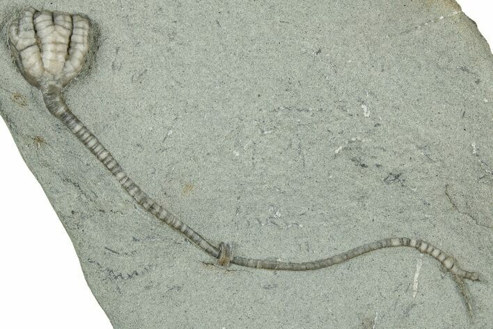 Fossil Crinoid (Taxocrinus) - Crawfordsville, Indiana #325640